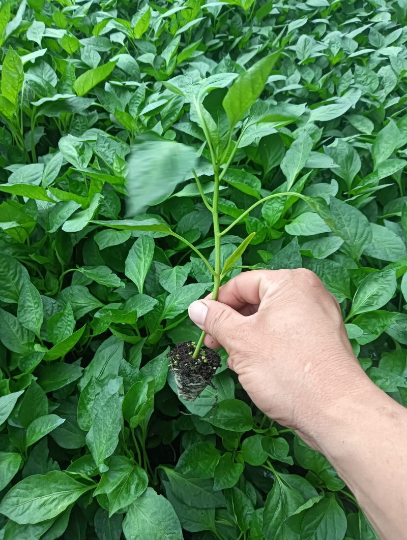 皱皮椒苗新秀辣椒苗，皮薄口感好，辣味重，免费技术指导包邮