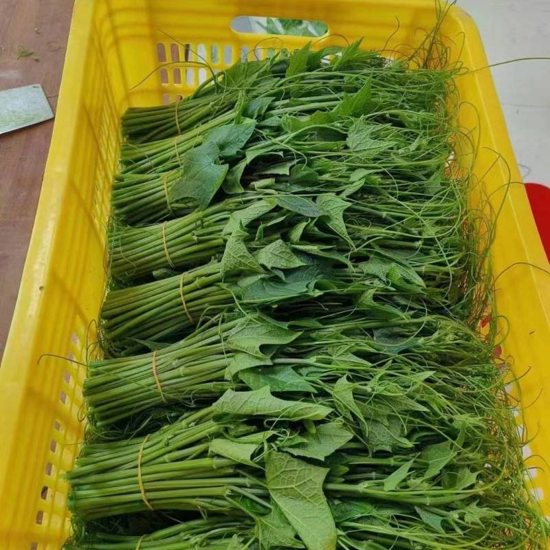 丝瓜尖，龙须菜，精品菜，特色蔬菜