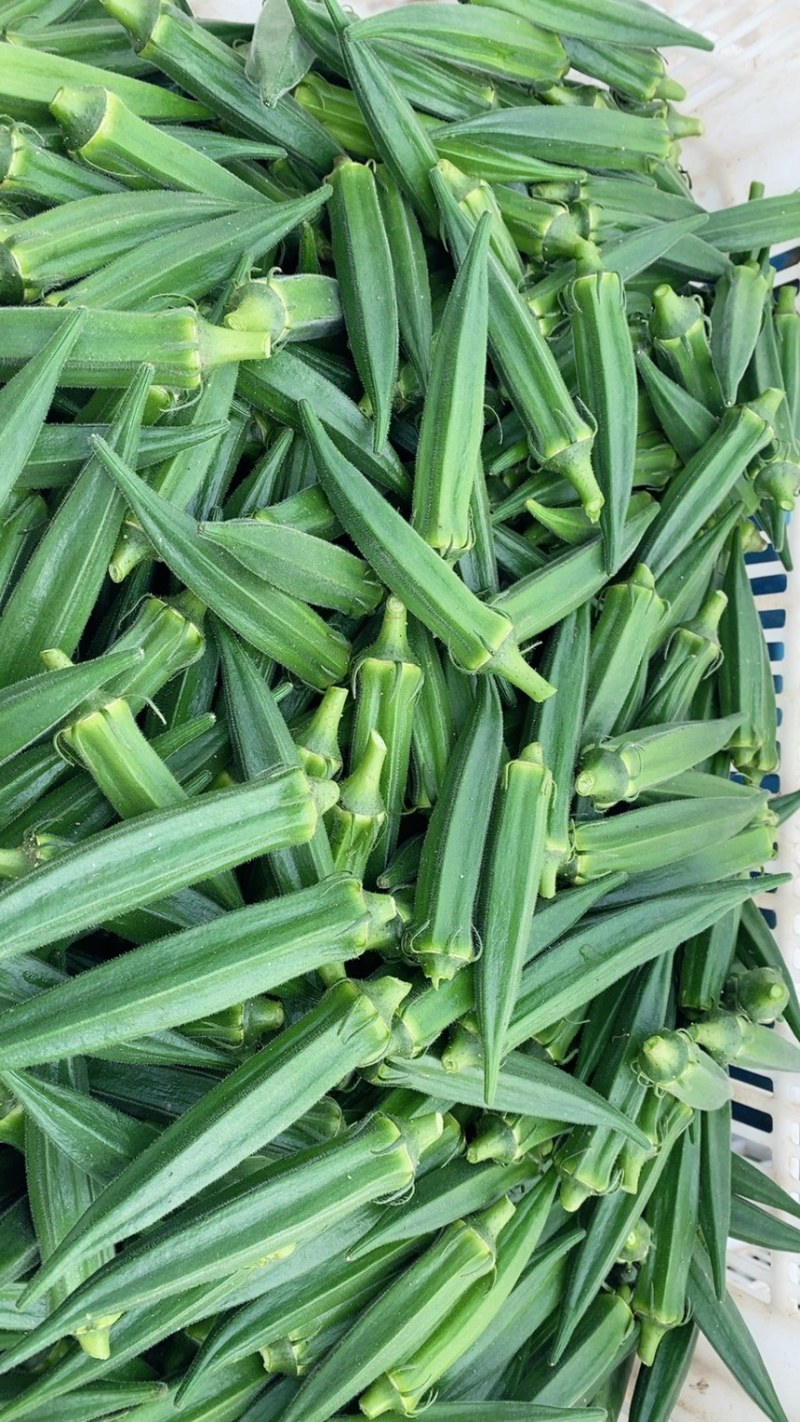 南通本地水果秋葵8年种植经验质量保证长期合作