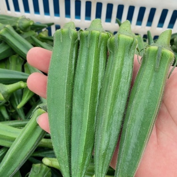 南通本地水果秋葵8年种植经验质量保证长期合作