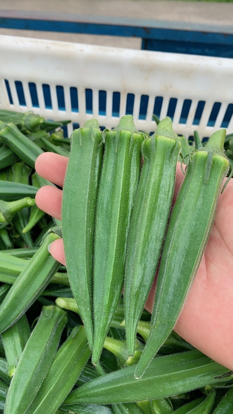 南通本地水果秋葵8年种植经验质量保证长期合作