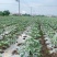南通本地水果秋葵8年种植经验质量保证长期合作