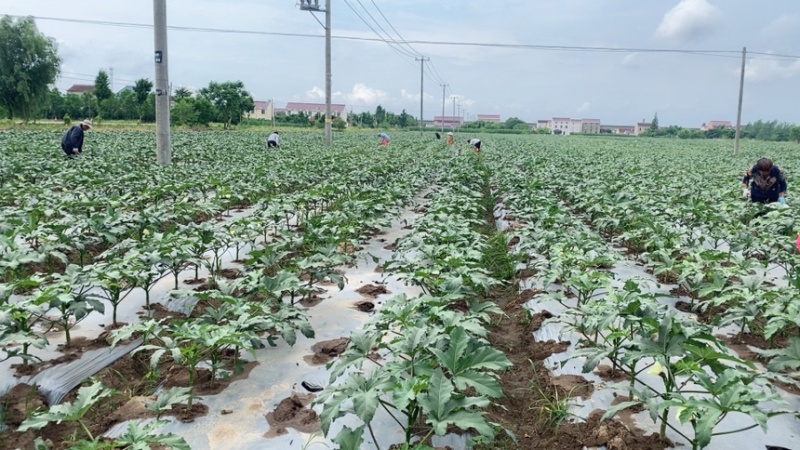南通本地水果秋葵8年种植经验质量保证长期合作