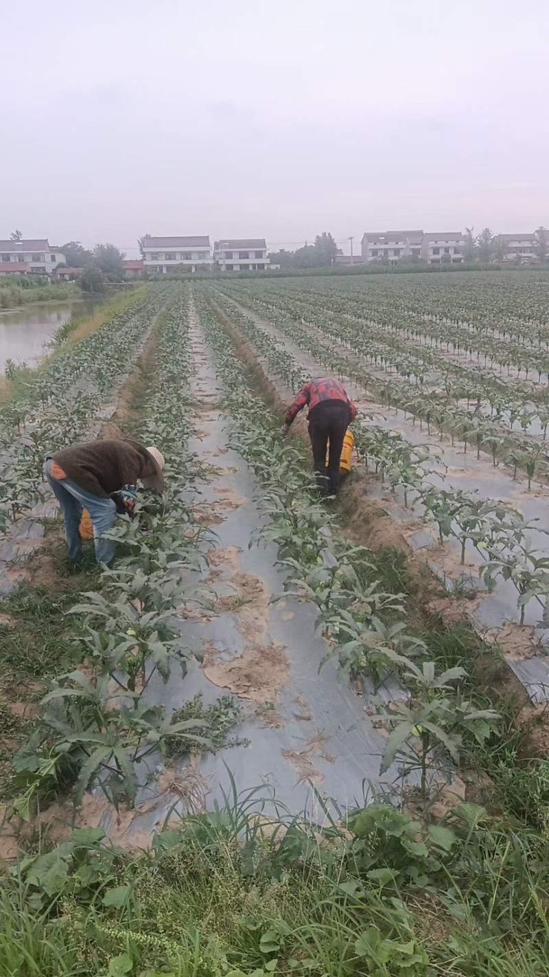 南通本地水果秋葵8年种植经验质量保证长期合作