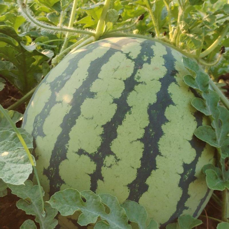 红蜜802露天