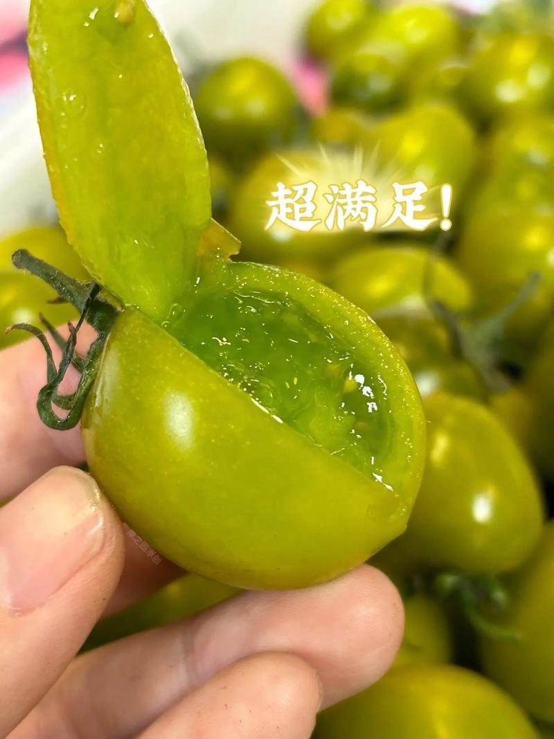 接订单种植青口蜜小番茄或者其他番茄订单欢迎洽谈云南