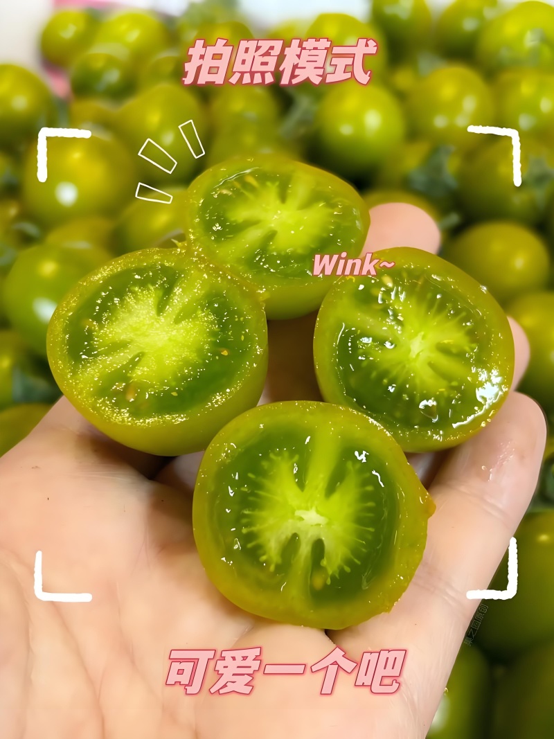 接订单种植青口蜜小番茄或者其他番茄订单欢迎洽谈云南