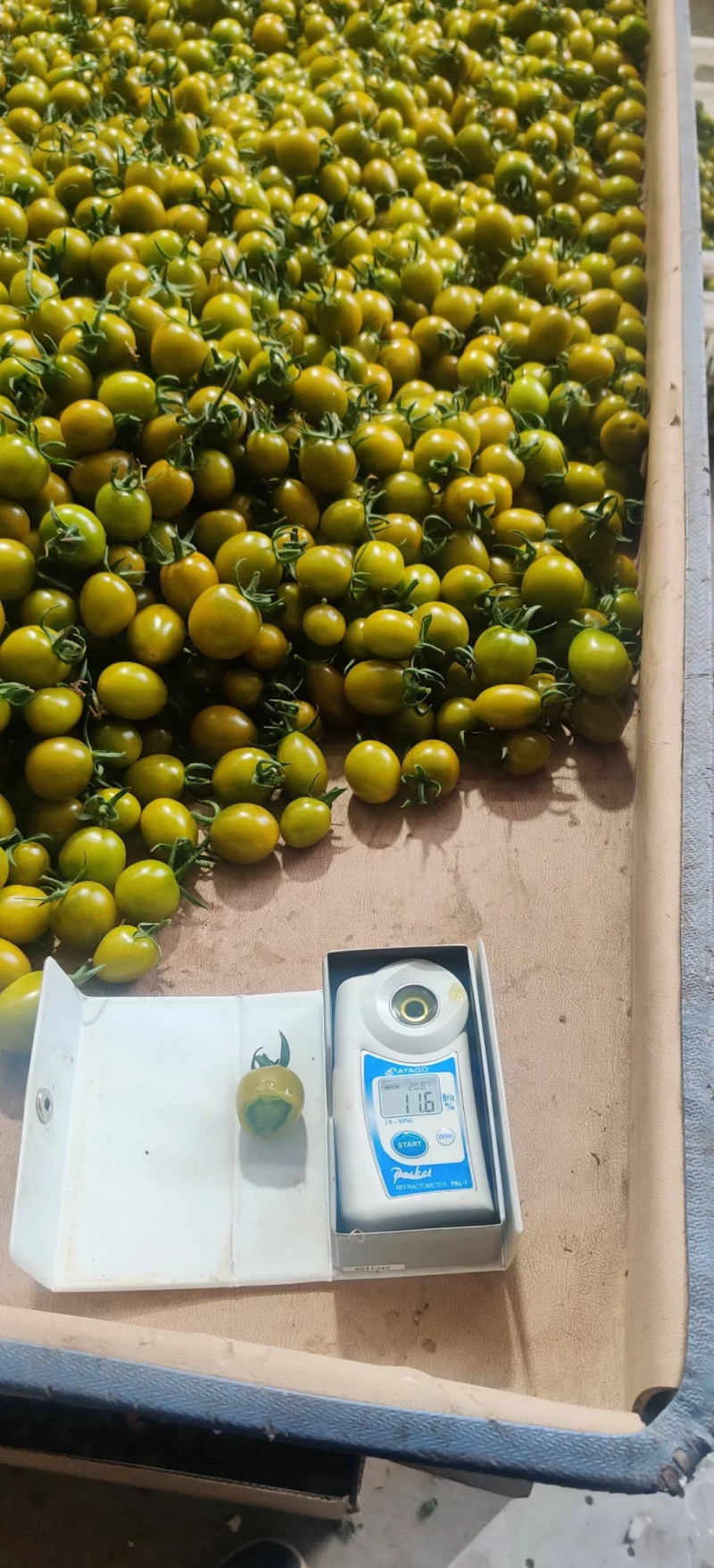 接订单种植青口蜜小番茄或者其他番茄订单欢迎洽谈云南