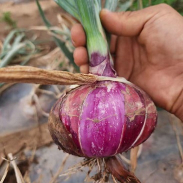 紫皮紫红洋葱新鲜现挖蔬菜批发批发价农家自种