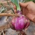 紫皮紫红洋葱新鲜现挖蔬菜批发批发价农家自种