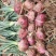 紫皮紫红洋葱新鲜现挖蔬菜批发批发价农家自种