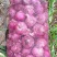 紫皮紫红洋葱新鲜现挖蔬菜批发批发价农家自种