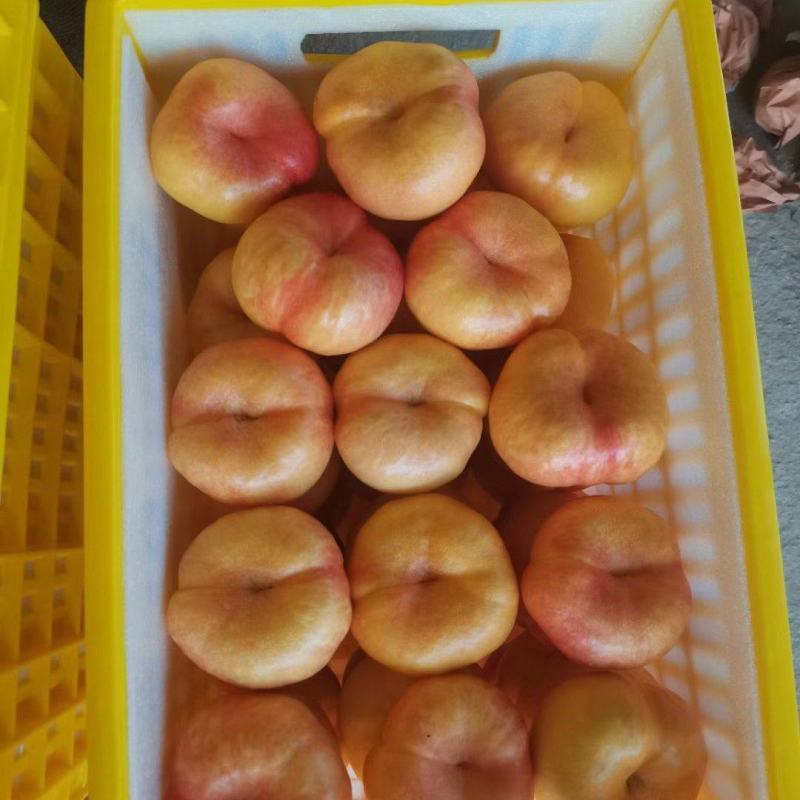 潘桃蒙阴万亩桃园直发优质潘桃一手货源