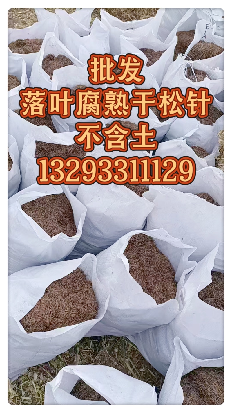 落叶松针/天然腐熟松针/无土松针/干松针/松叶针/松毛
