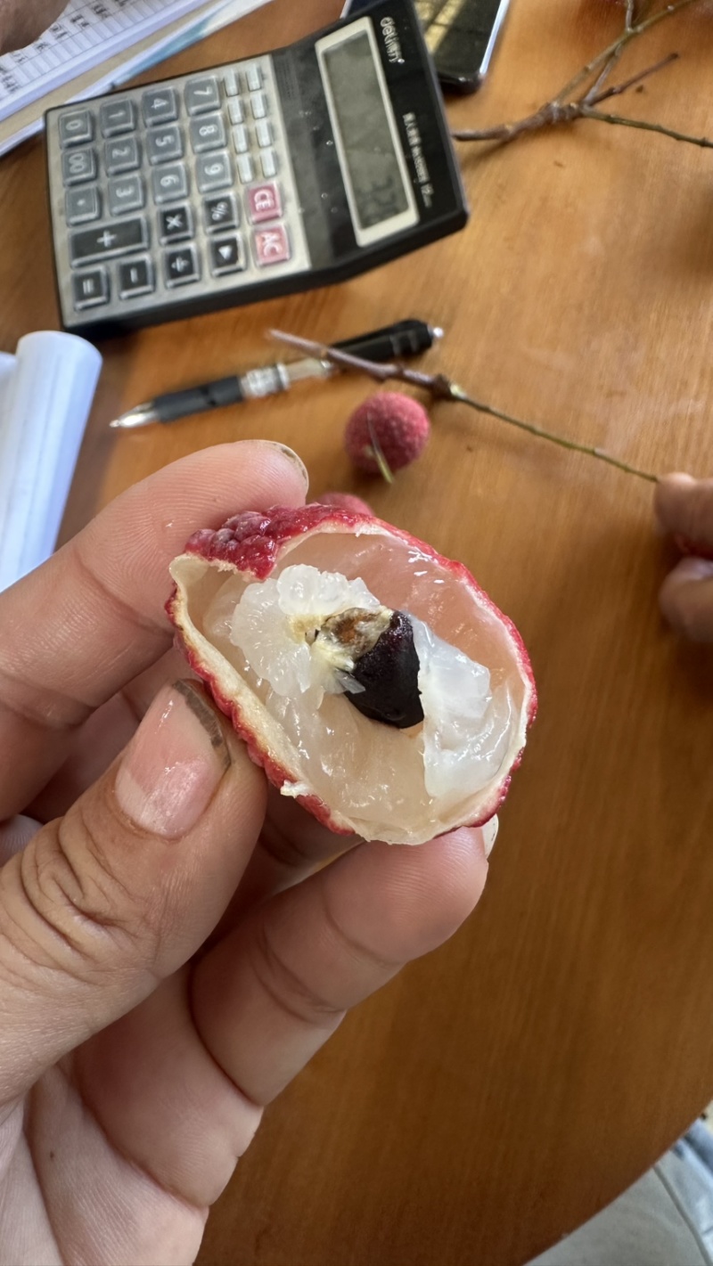 广西平南状元红大量上市，杍小肉厚，专业代发