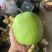 精品梨翠玉梨基地直发价格实惠量大从优质量保证