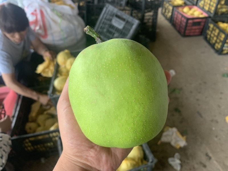 精品梨翠玉梨基地直发价格实惠量大从优质量保证
