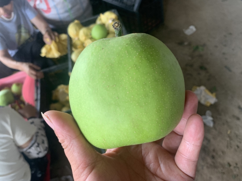 精品梨翠玉梨基地直发价格实惠量大从优质量保证