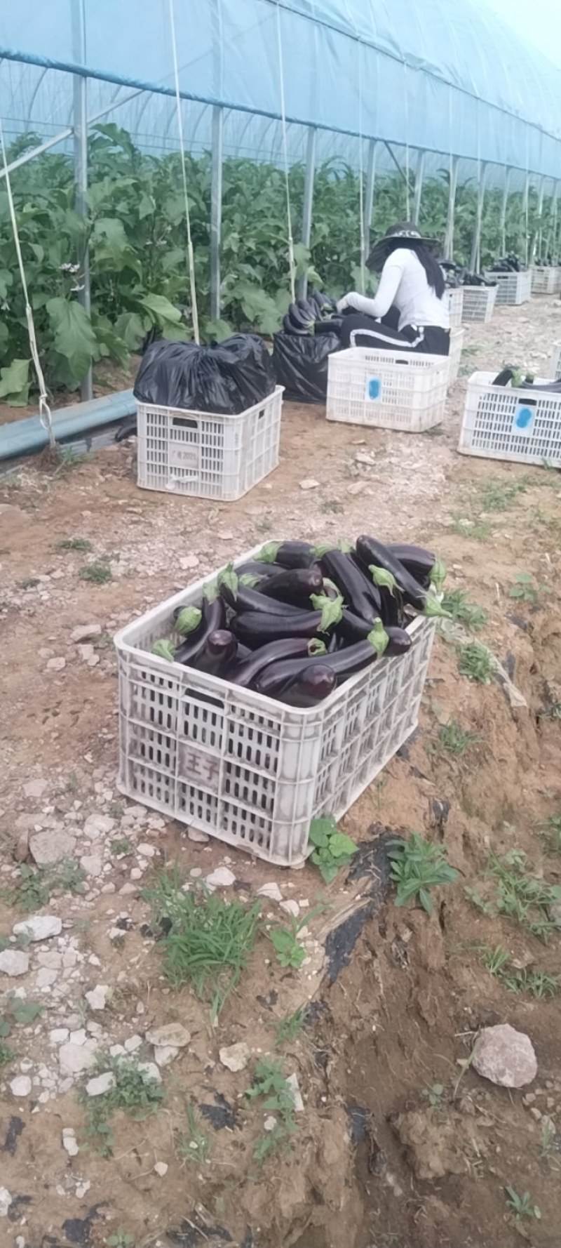 绿顶长茄子