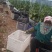 绿顶长茄子