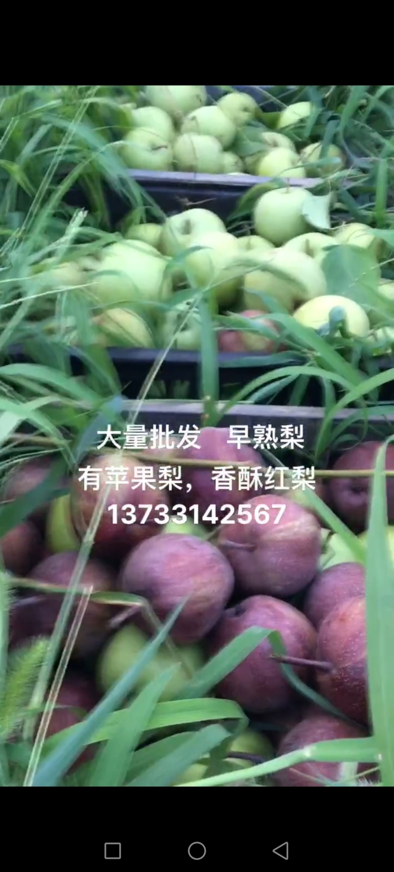苹果梨