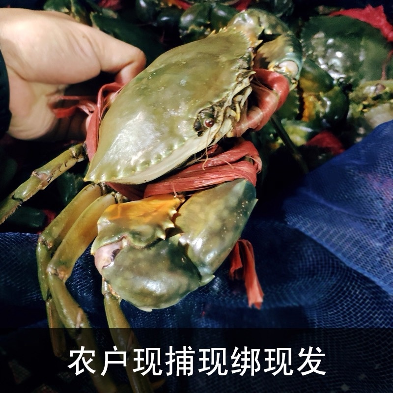 本地青蟹，非外国蟹质量保证