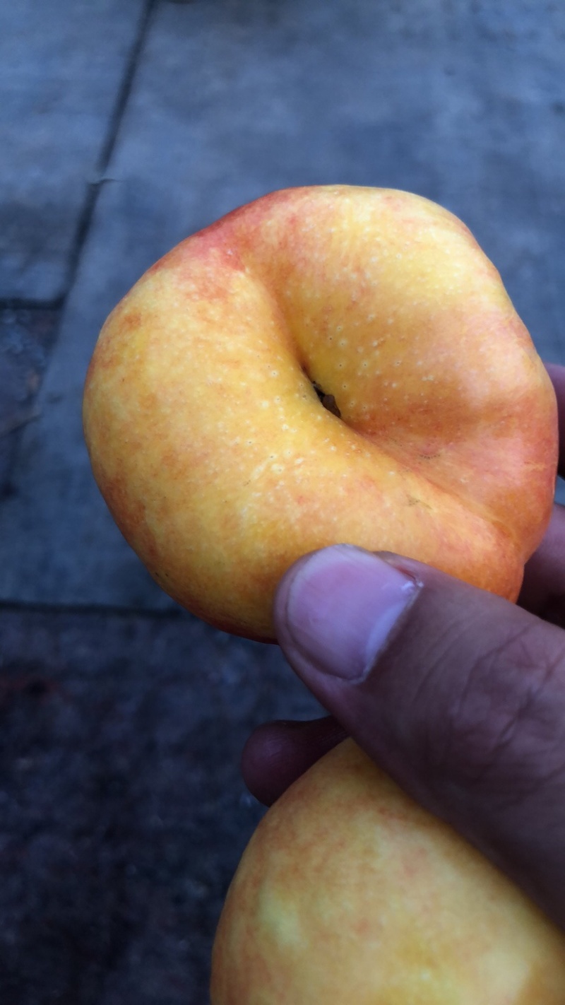 油盘桃