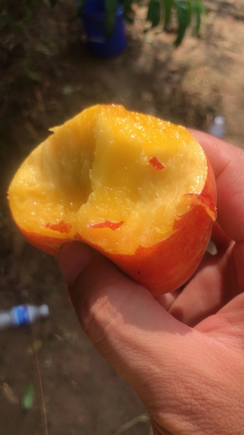 油盘桃