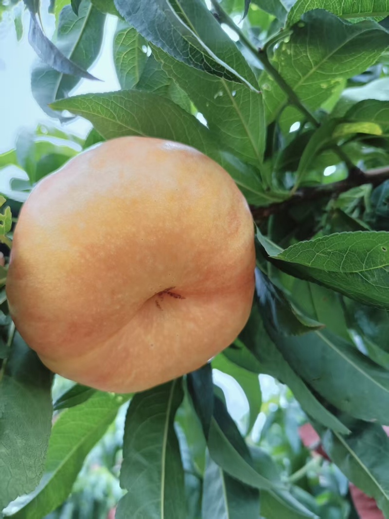 油盘桃
