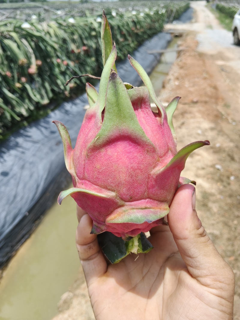 广西火龙果