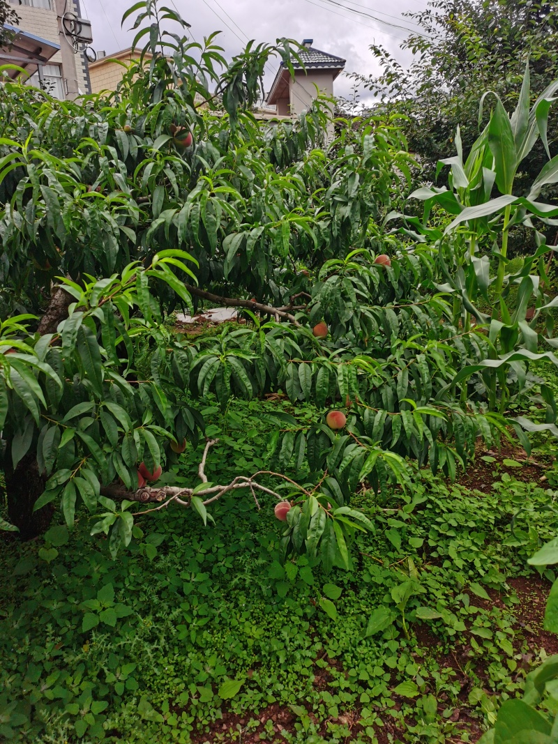 红心桃水蜜桃
