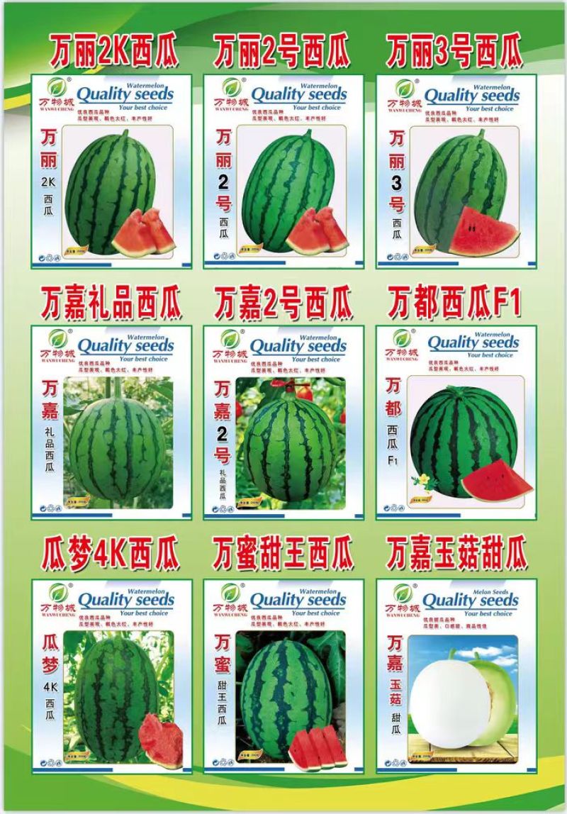 西瓜苗。山东省青州人付增久欢迎你