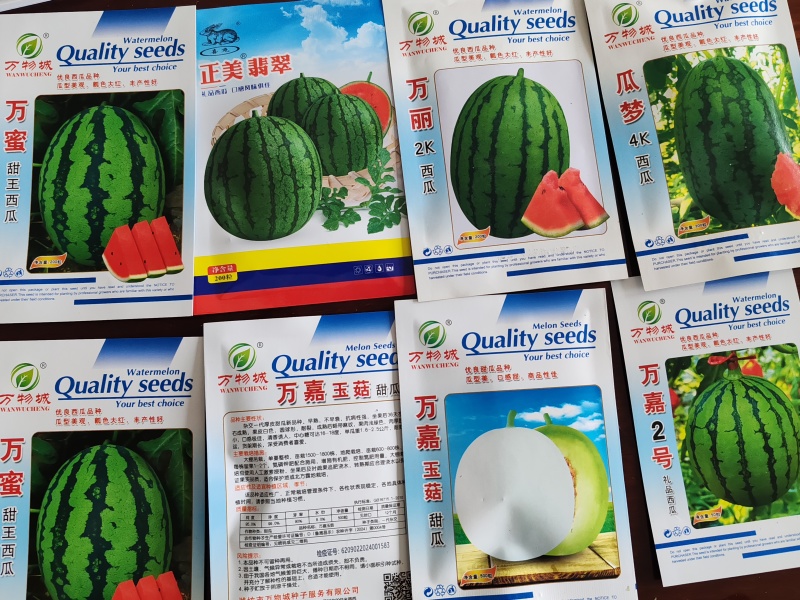 西瓜苗。山东省青州人付增久欢迎你