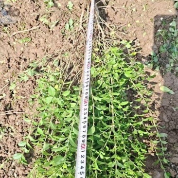 营养杯小叶女贞苗高50厘米以上杯子12/13厘米