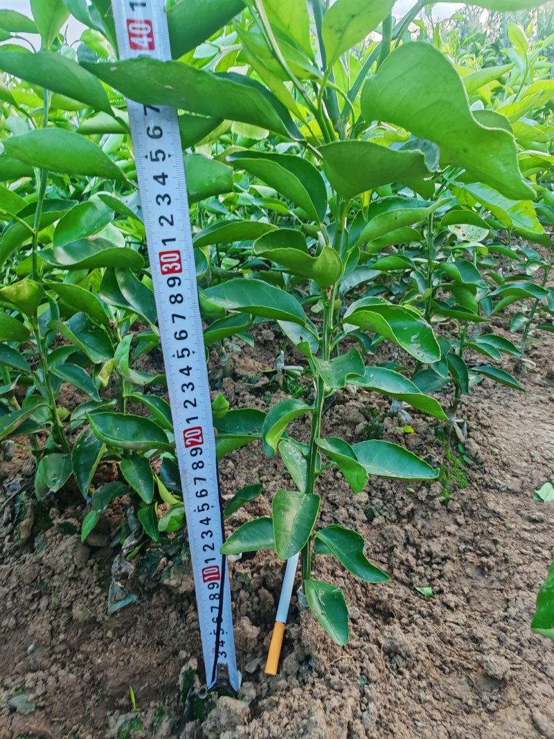 川红橘占木耙耙柑新苗