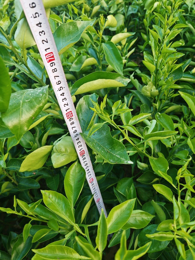 川红橘占木耙耙柑新苗