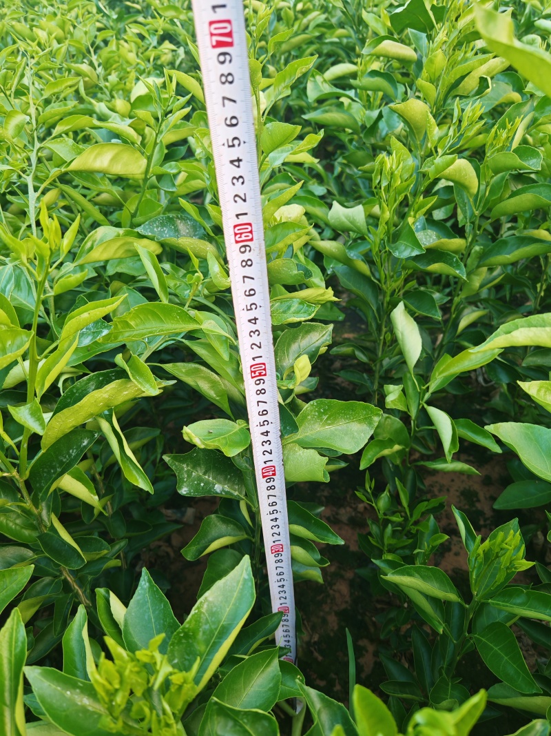 川红橘占木耙耙柑新苗