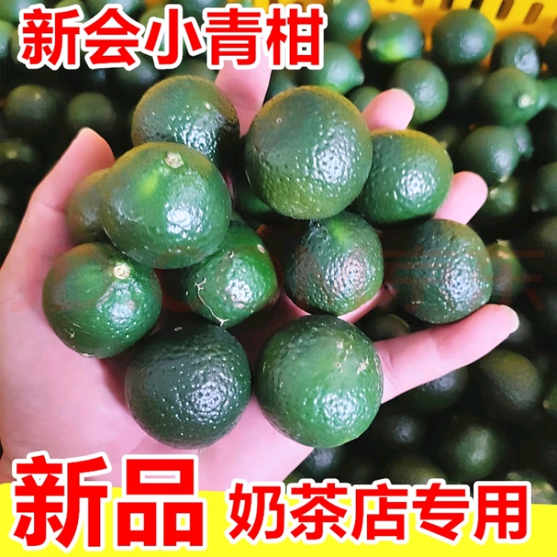新会小青柑茶枝柑可做陈皮柑奶茶店普茶原料