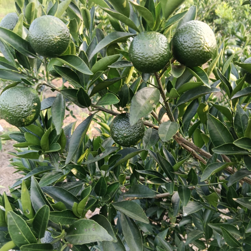 新会小青柑茶枝柑可做陈皮柑奶茶店普茶原料