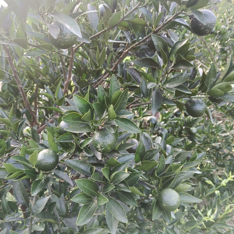 新会小青柑茶枝柑可做陈皮柑奶茶店普茶原料