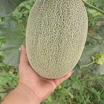 哈密瓜，各种品质都有，量大有货，可以视频看货欢迎合作