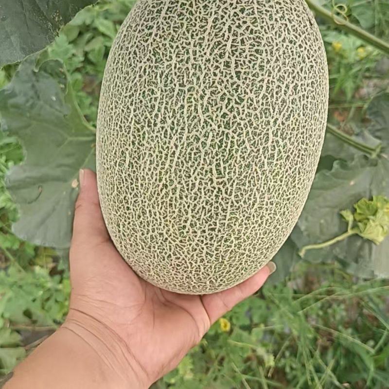 哈密瓜，各种品质都有，量大有货，可以视频看货欢迎合作
