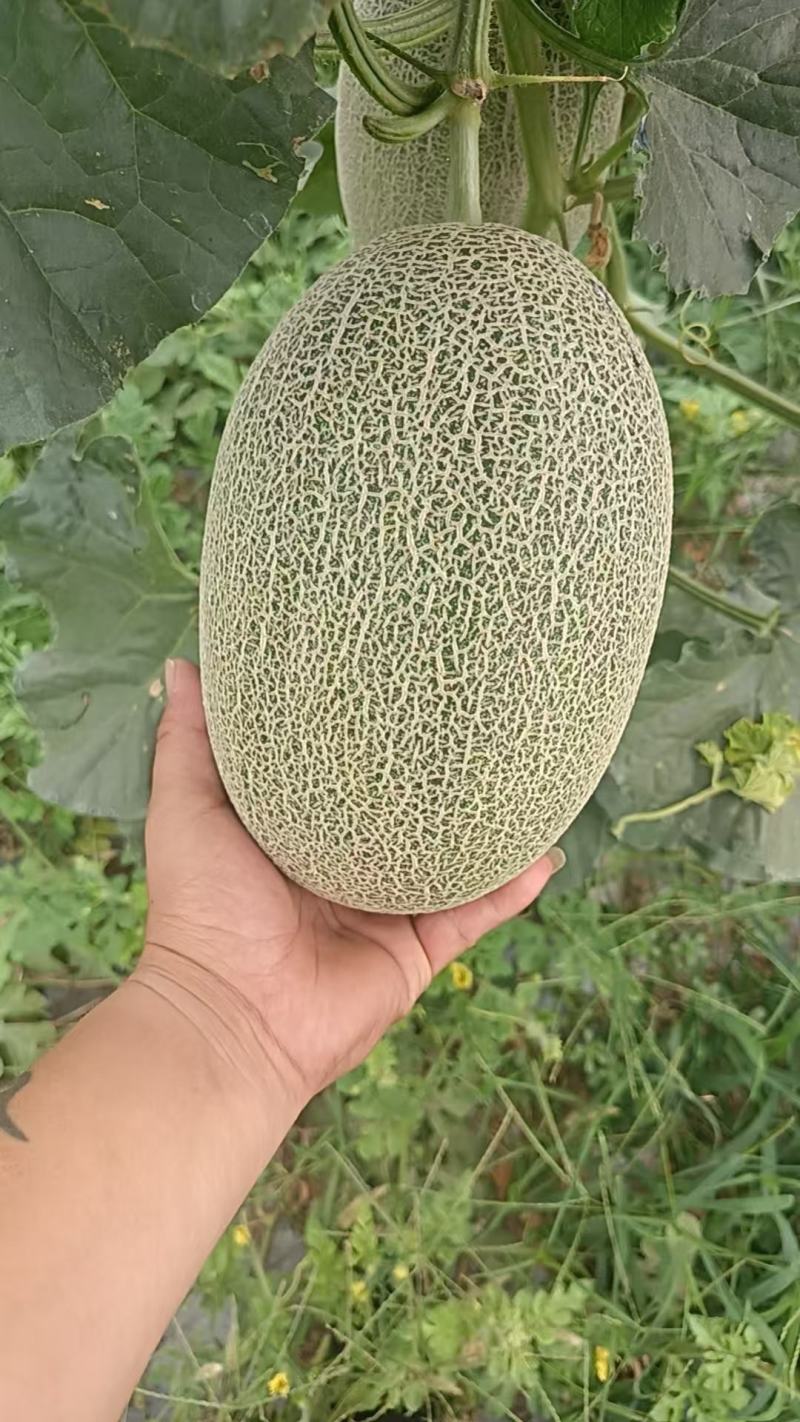 哈密瓜，各种品质都有，量大有货，可以视频看货欢迎合作