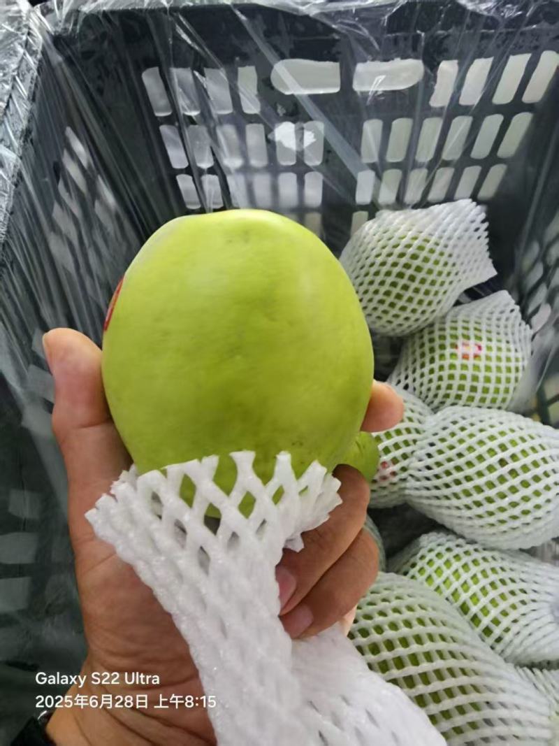 酥脆一号新鲜下树，产地直供量大，欢迎前来采购！