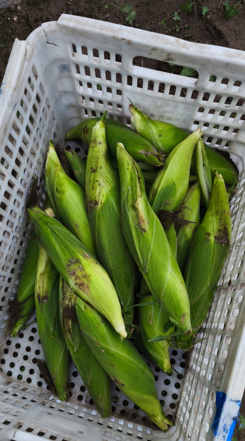 山东本地白糯玉米。