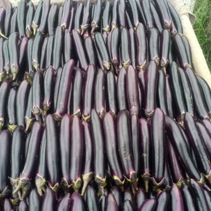 山东蔬菜产区沂南县绿萼烧烤茄子，精品，电商供应…