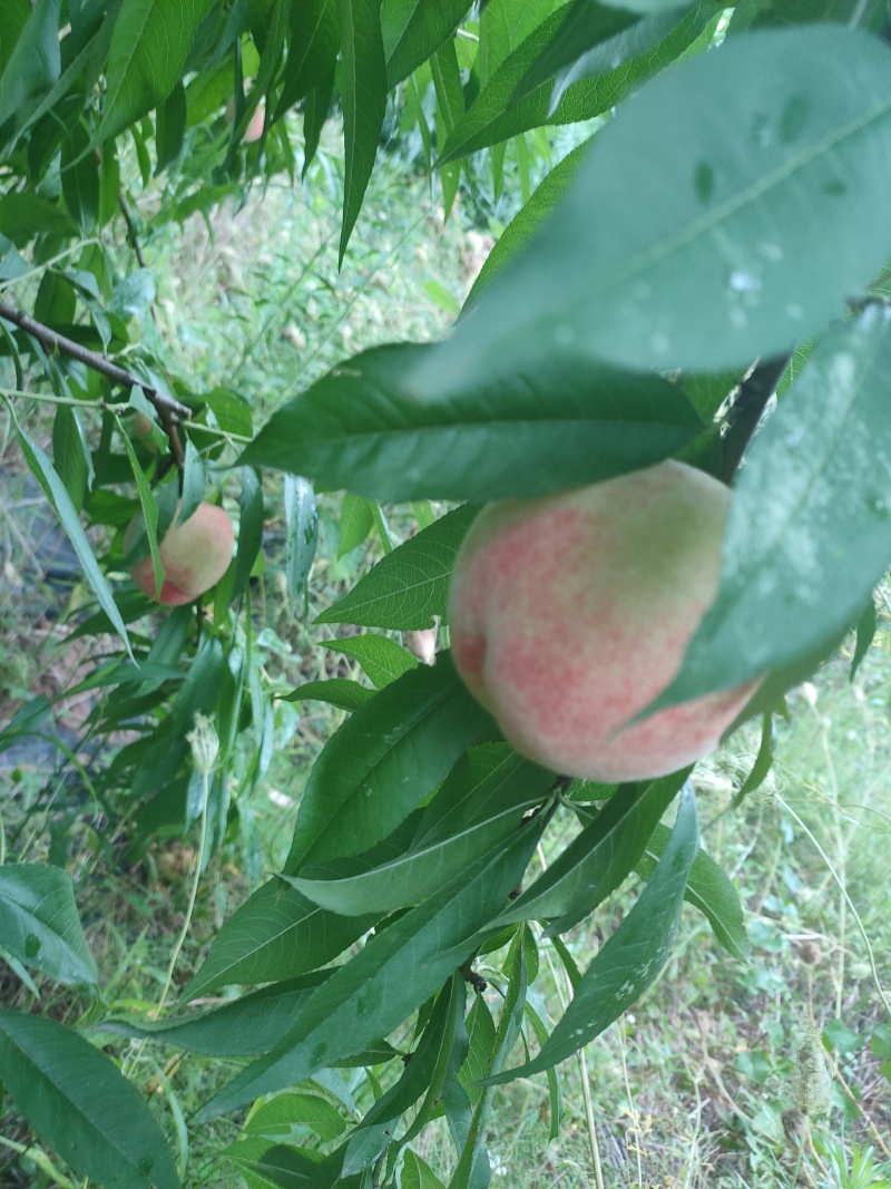 小白凤桃