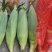 水果玉米10亩
