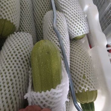 西葫芦