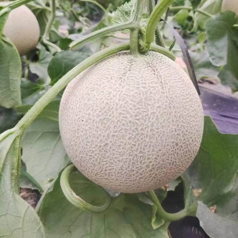 山东产区网纹蜜瓜大量供应